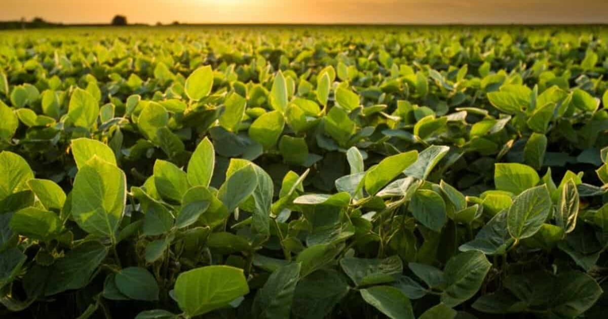 Molinos Agro comienza a medir el alcance 3 de la Huella de Carbono en una prueba a escala