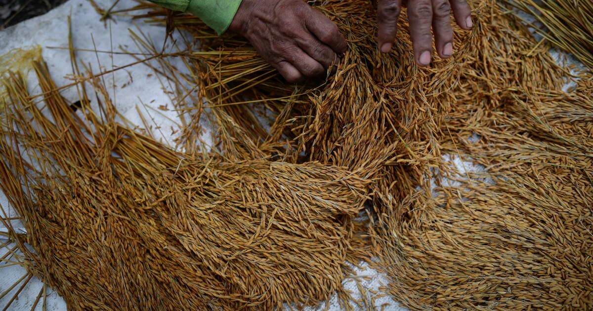 En Panamá los productores envejecen, mientras aumentan los desafíos en el sector agropecuario